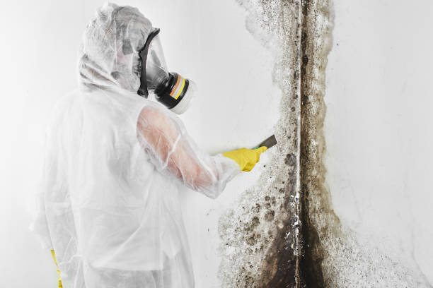 Best Fast Mold Removal  in North Lakeville, MA