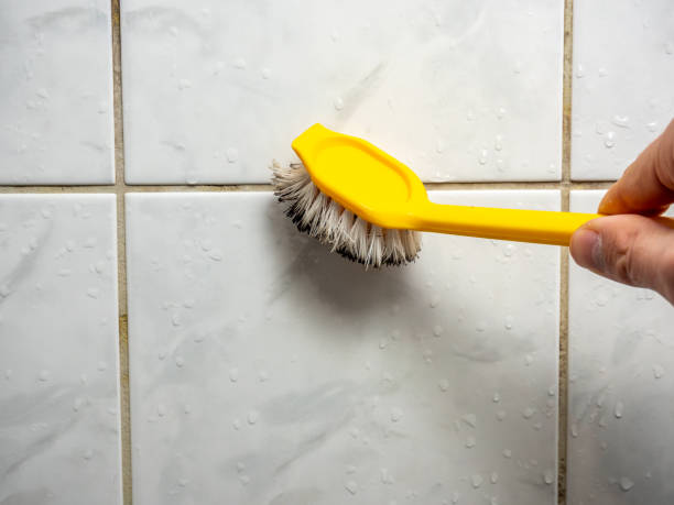 Mold Removal and Inspection in North Lakeville, MA