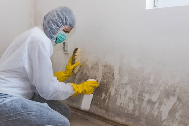 Crawl Space Mold Removal in North Lakeville, MA