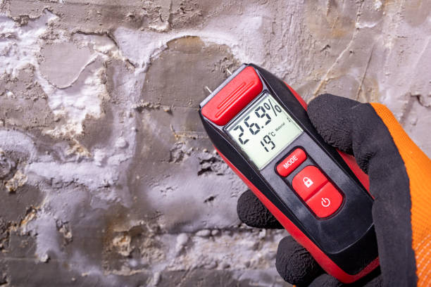 Best Best Mold Removal Companies  in North Lakeville, MA