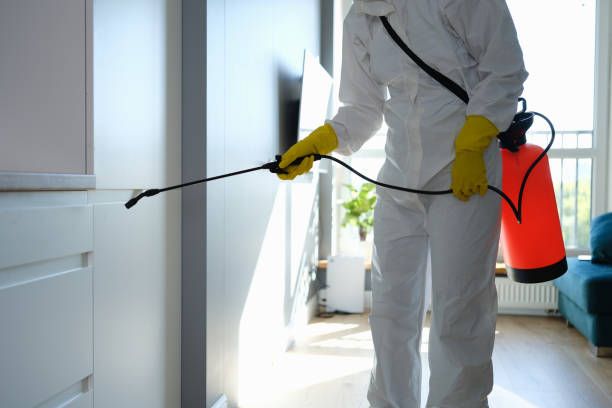 Best Certified Mold Removal  in North Lakeville, MA