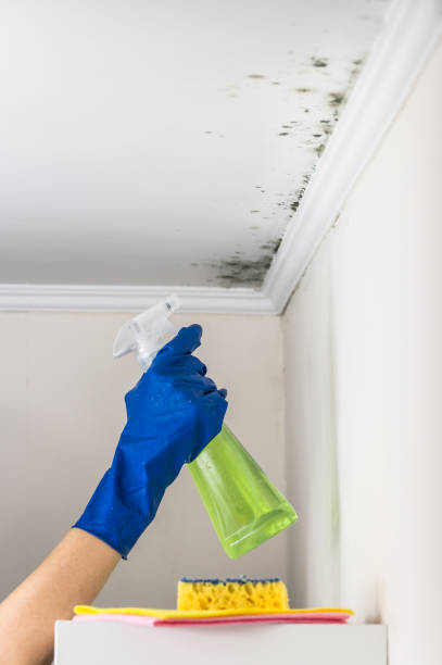 Best Commercial Mold Removal  in North Lakeville, MA